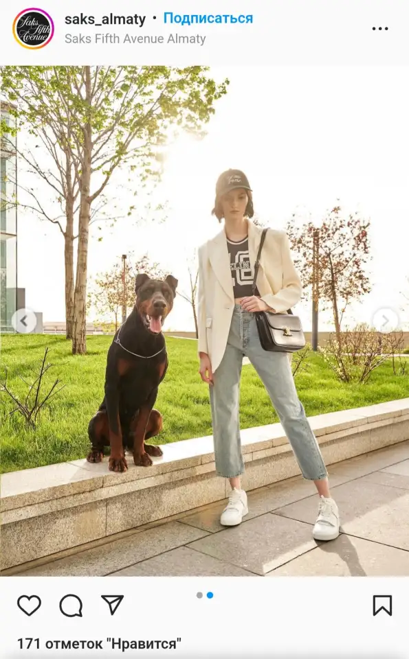 Доберман для фотосессий, реклам, фотография 1