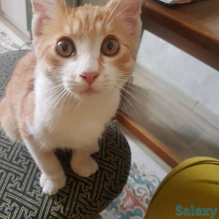 Подарю котенка львенка, фотография 3