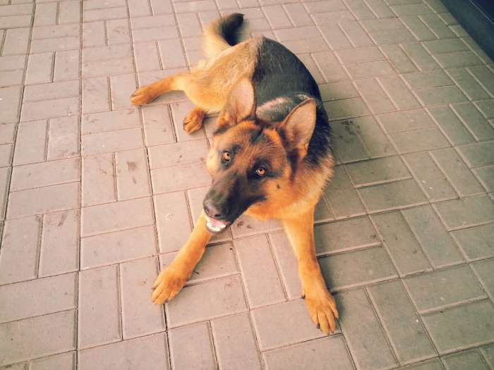 немецкая овчарка, фотография 1