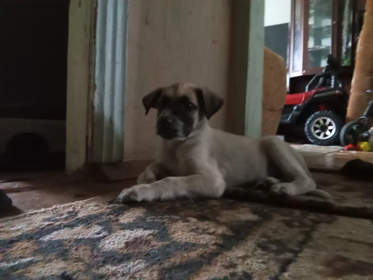 Отдам щенка, фотография 1