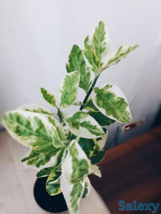 Комнатный цветок бересклет, фотография 1