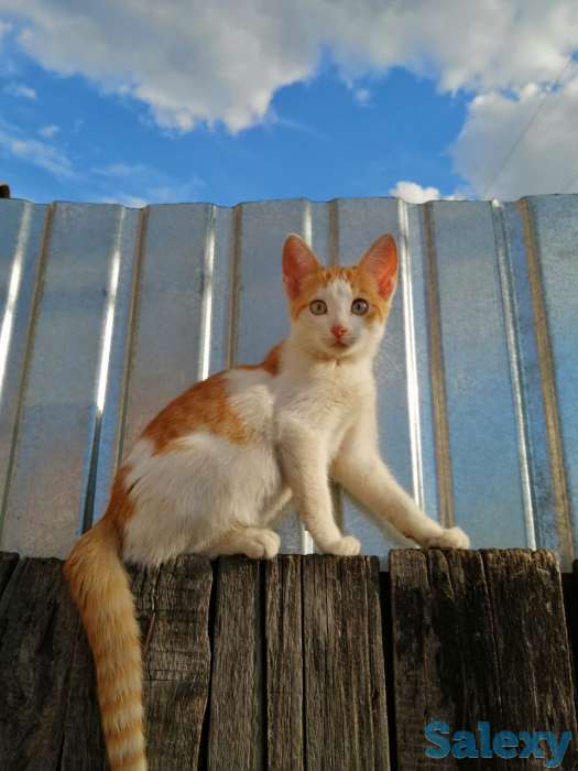 Отдам котят в добрые руки!, фотография 3