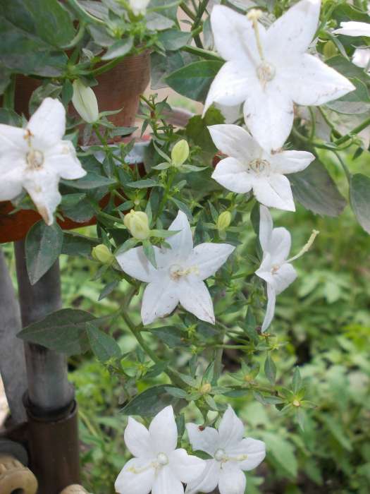 кампанула, фотография 1