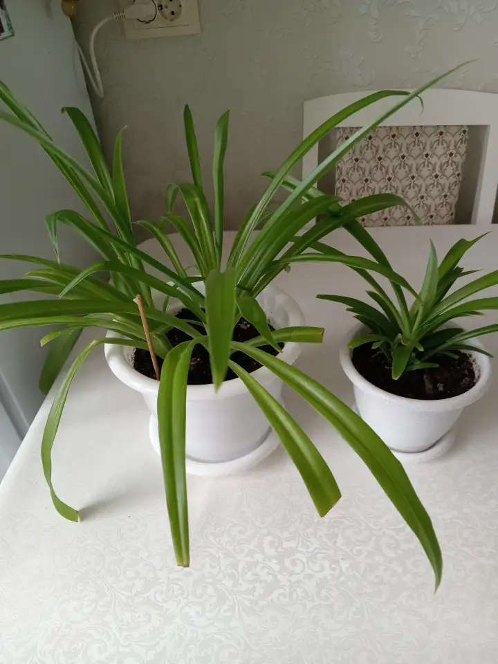 Продам, фотография 1