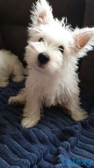 Вест Хайленд Уайт Терьер щенок, фотография 2