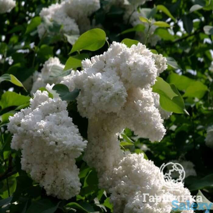 Сирень алиса хардинг махровая, фотография 1