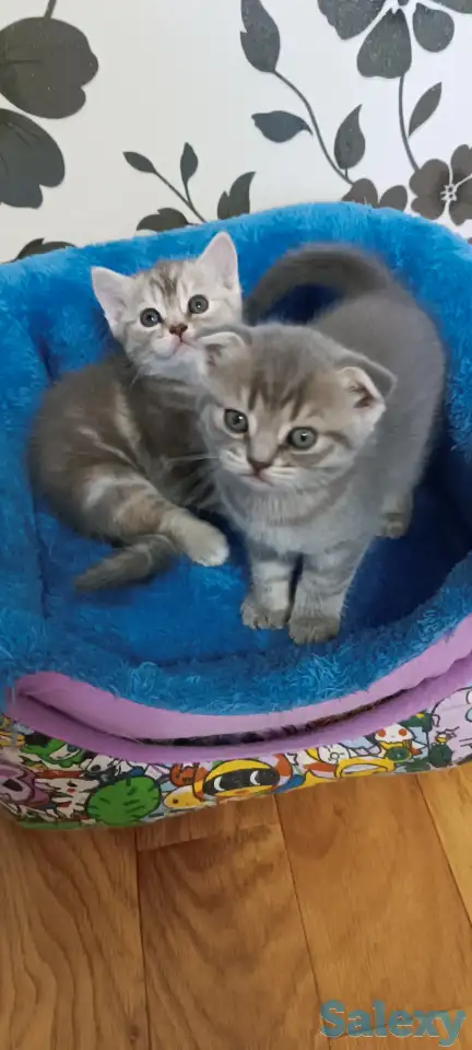 Продаются котята, фотография 4