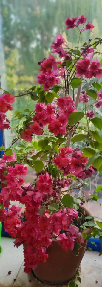 Продам роскошные Бугенвилии, фотография 6