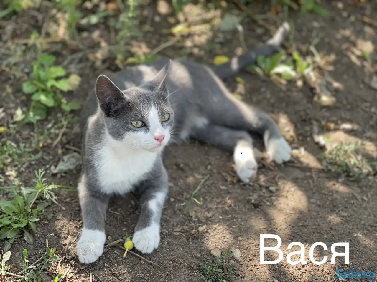 Отдам котят в добрые руки, фотография 7