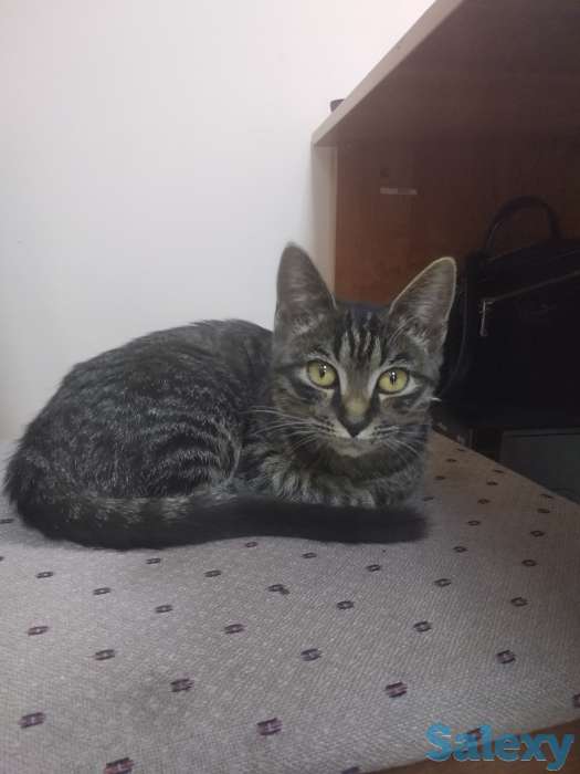 Отдам котёнка, фотография 2