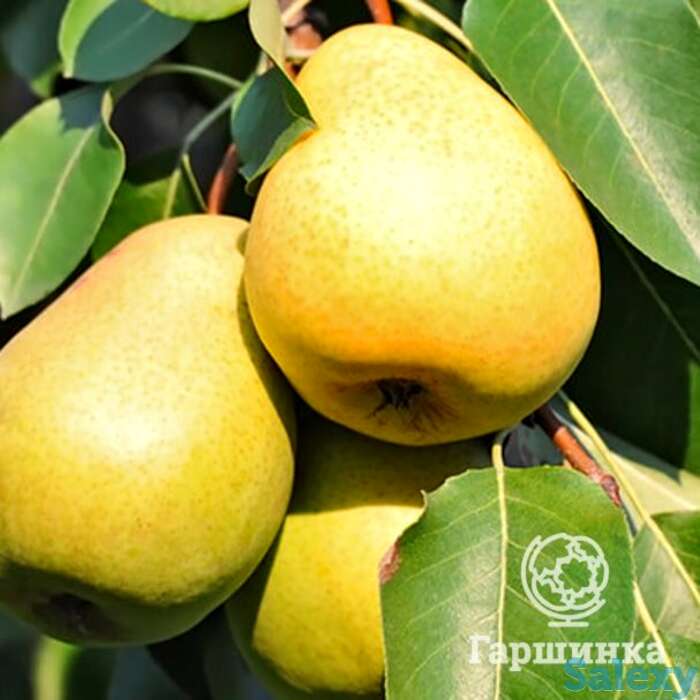 Груша уралочка, фотография 1