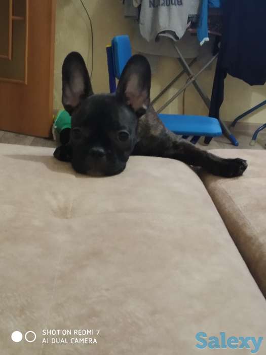 Продам щенка французского бульдога, фотография 2