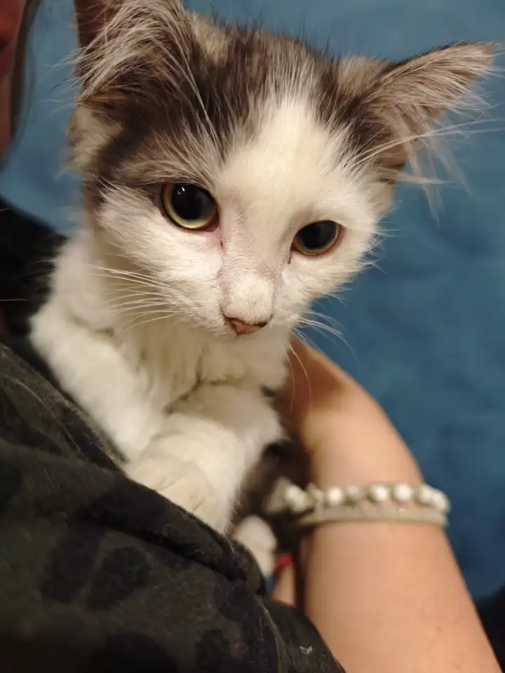 Отдам прекрасных котят в хорошие руки, фотография 2