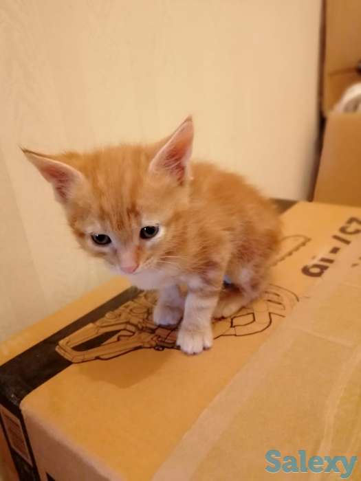 Отдам милых котят в хорошие руки, фотография 3