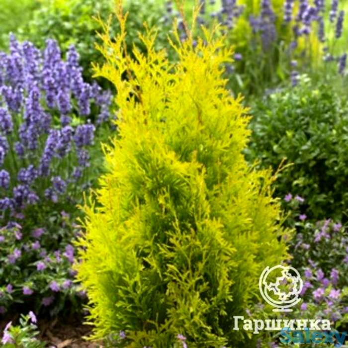 Туя западная санни смарагд, фотография 1