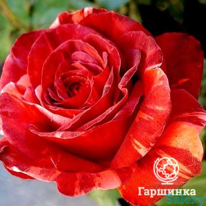 Роза янник ноа/памина, дорье, фотография 1