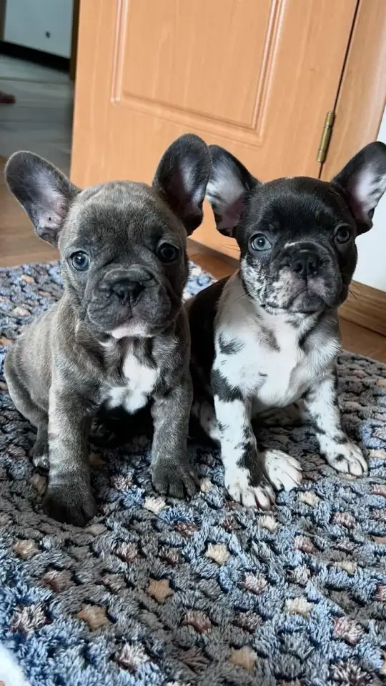 Французкий бульдог., фотография 1