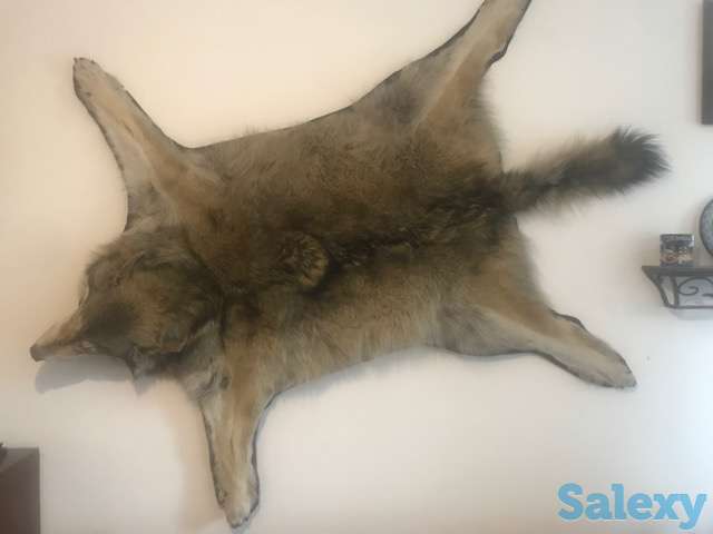 Шкура волка, фотография 3