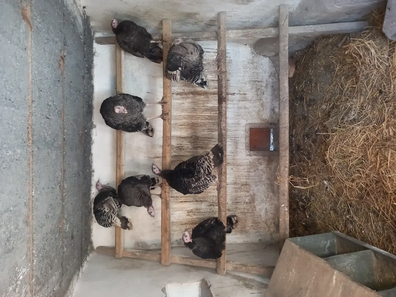 Продам индюков, фотография 1