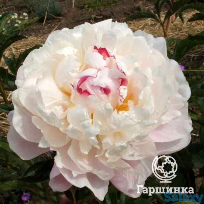 Пион зюс браун, фотография 1