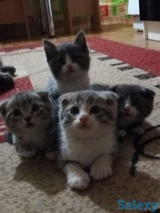 Продажа продаются котята им два месяца, фотография 1