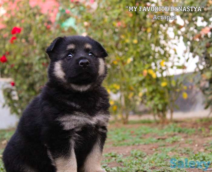 Щенки Восточноевропейской овчарки, фотография 3