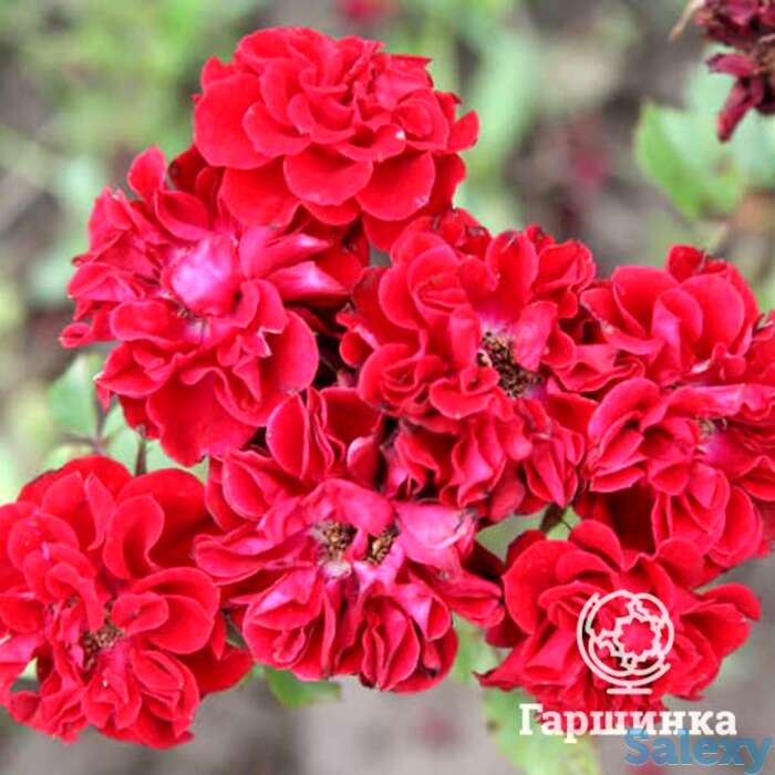 Роза данко писта миниатюрная, топалович, фотография 1