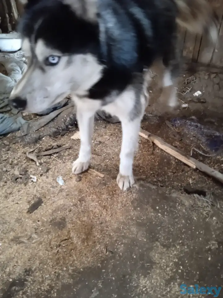 Продам собаку, фотография 1