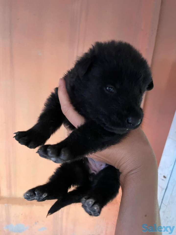 Продаются щенки восточно-европейской овчарки чистокровные, фотография 2