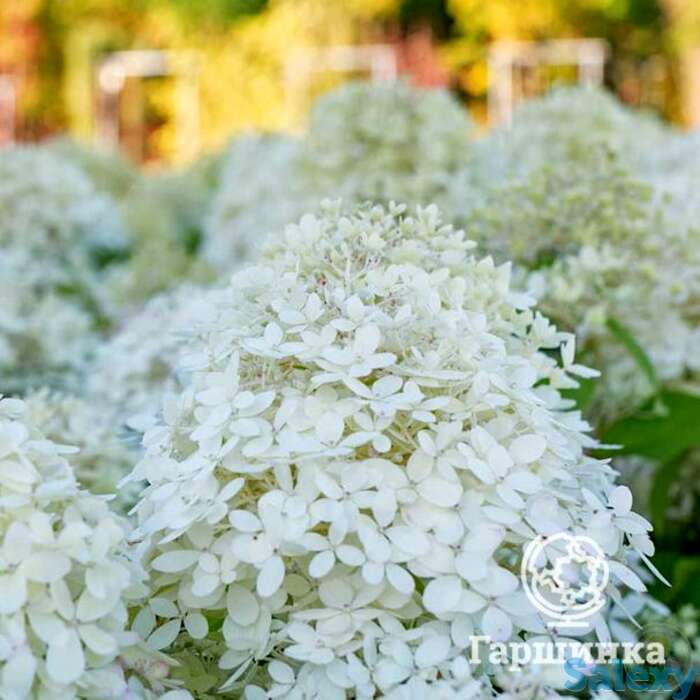 Гортензия роял фловер, фотография 1