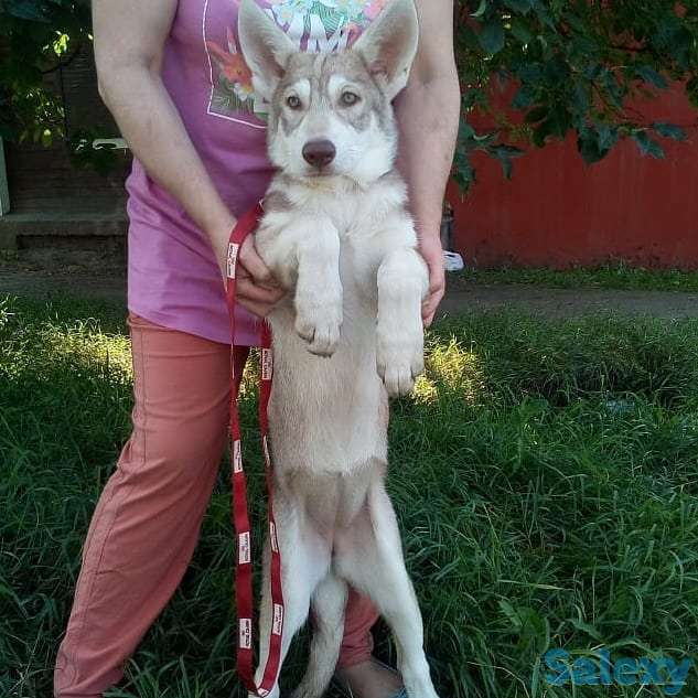 Щенки собаки Сарлоса (Saarloos Wolfdogs), фотография 6