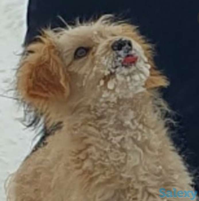 Щеночек ищет хозяина, фотография 1