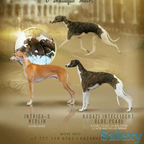 Щенки уиппета, фотография 1