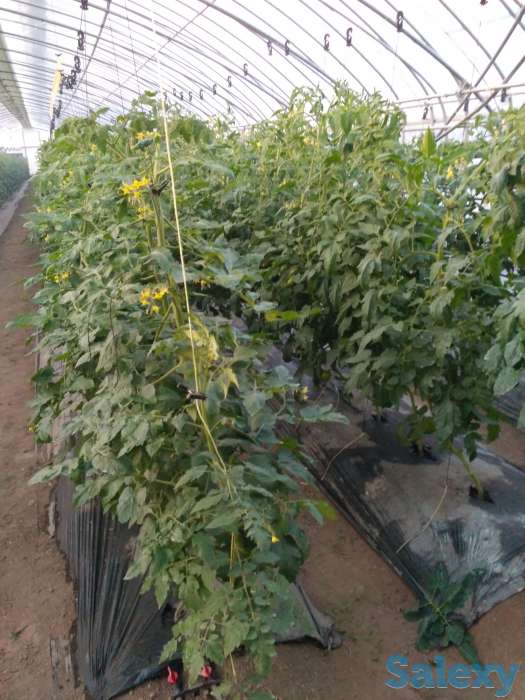 Продам готовый бизнес, фотография 1