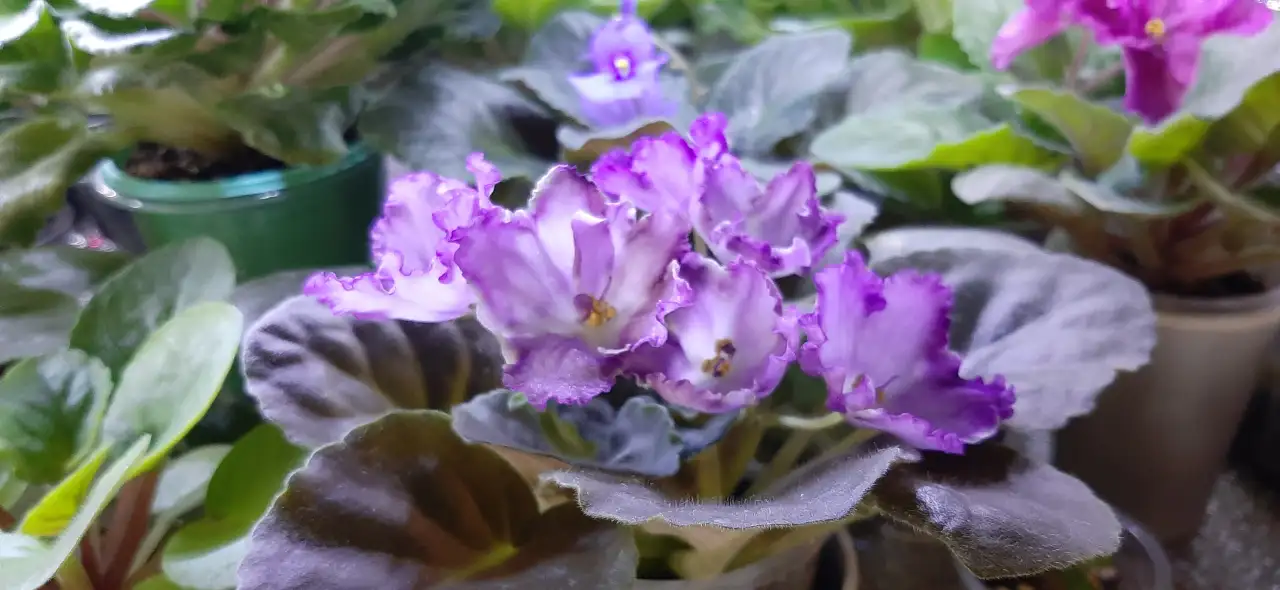 Продам цветы дешево, фотография 7