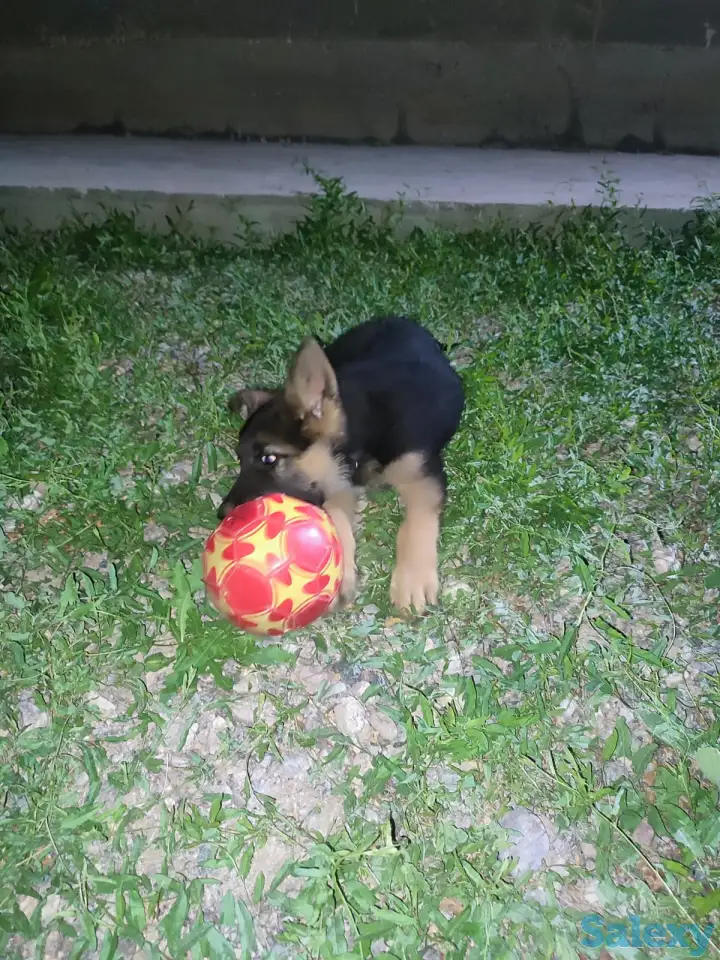 Продам щенка овчарки, фотография 4