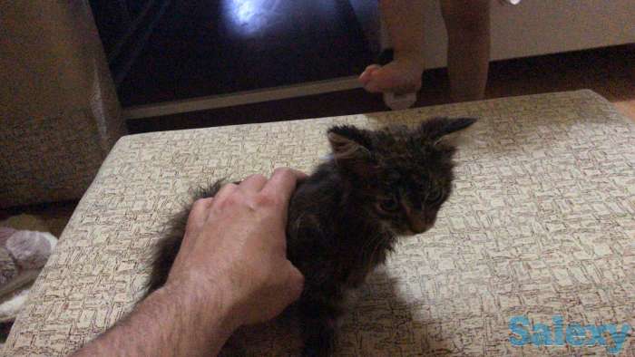 Котята в хорошие руки, фотография 1