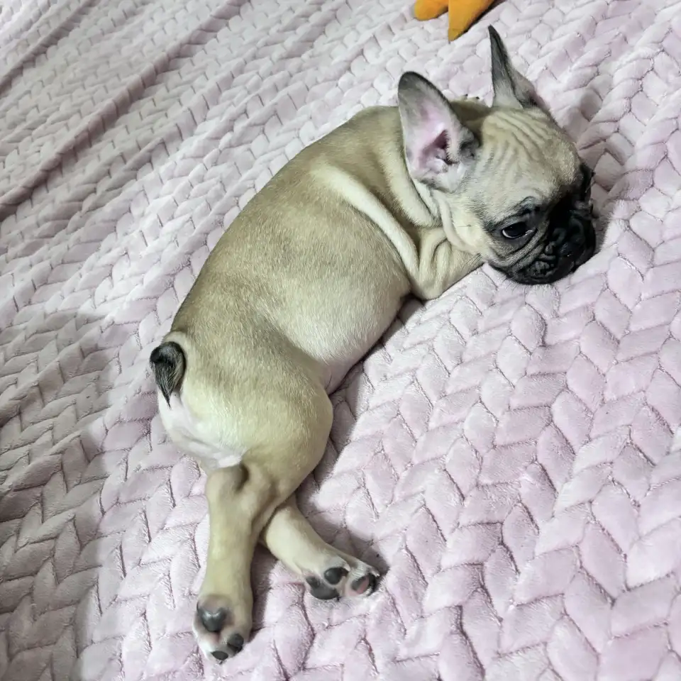 Продам щенка французского бульдога, фотография 4