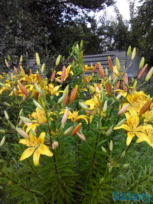 Дом, с.Сосновый Бор Клановая 16, фотография 12