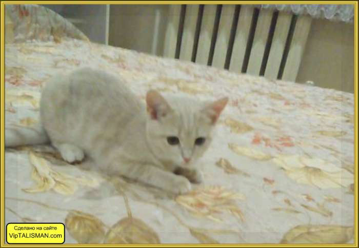 Продаю котят Скоттиш-Страйт, фотография 4