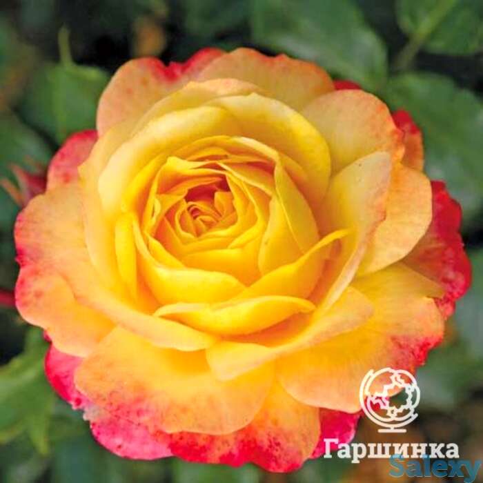 Роза роз де хофнунг, топалович, фотография 1