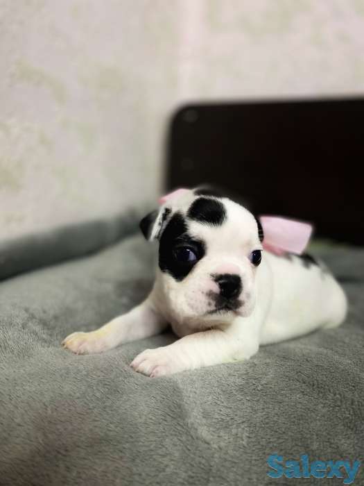 Щенята Французского бульдога, фотография 3