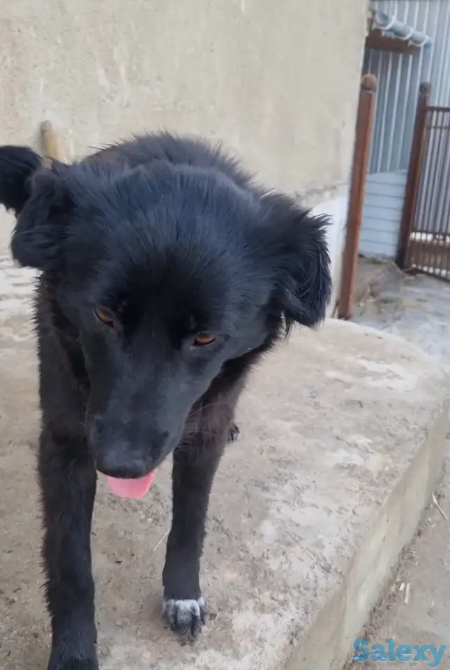 Дашка ищет дом. Доставлю!, фотография 5