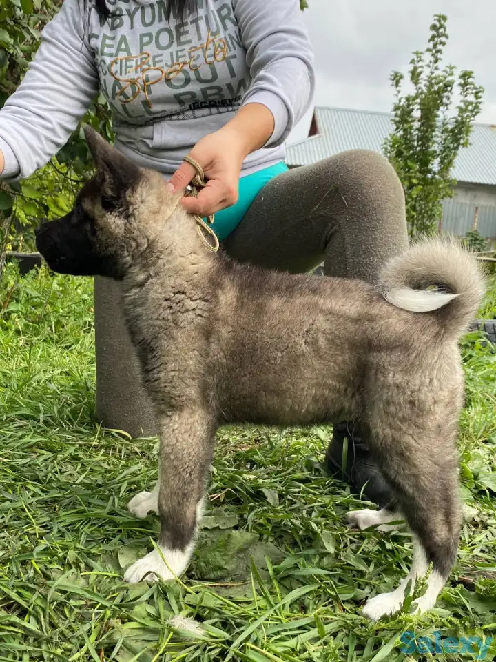 Шикарные девочки Американской Акиты, фотография 2