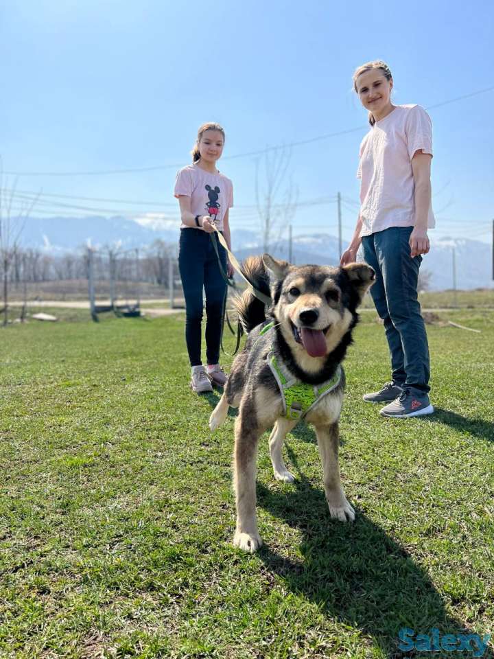 Отдам собаку, фотография 1