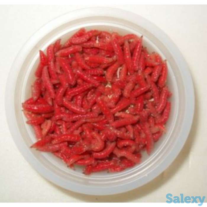 Опарыш (живая наживка для рыбалки), фотография 2