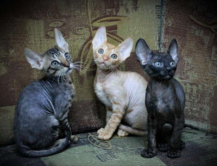 котята породы корниш рекс., фотография 6