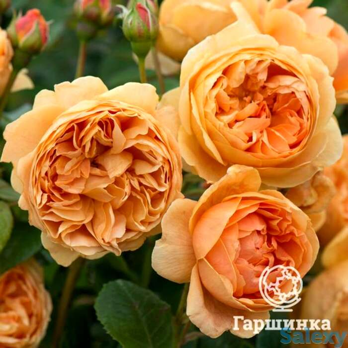 Роза кэролин найт, д.остин кустарниковая, фотография 1