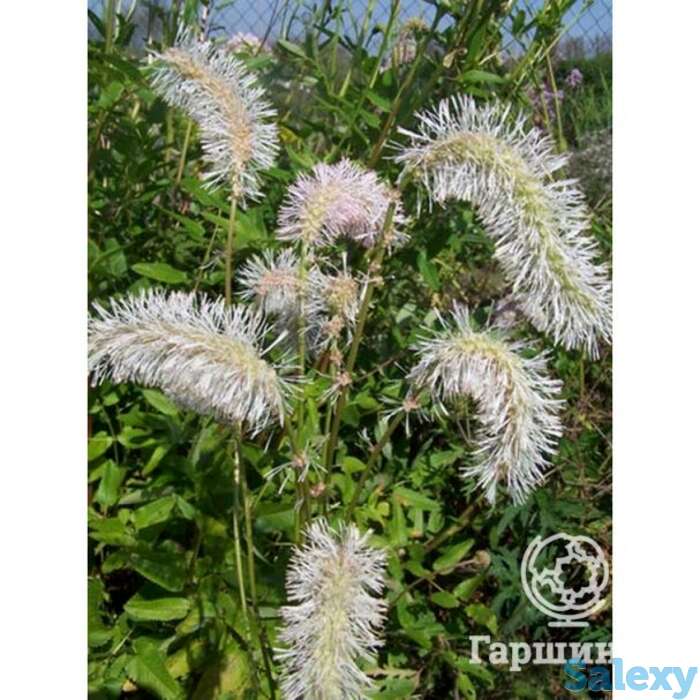 Кровохлебка Обтуза Альба, фотография 1