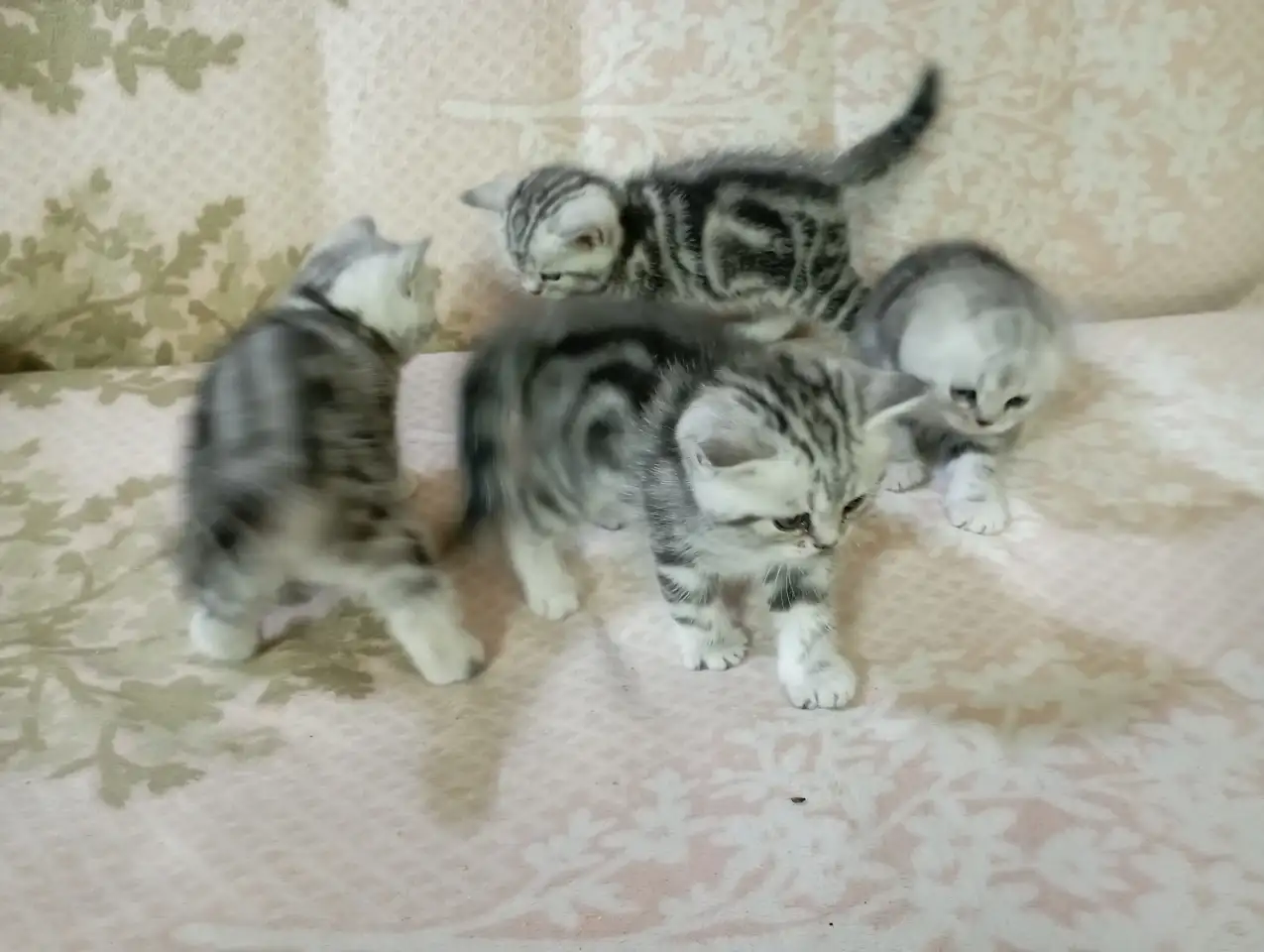 Продам котят породы Скоттиш Страйт., фотография 3